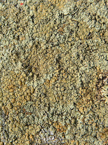 фотографія An almost uniform carpet of crustose lichens, in which their apothecia are clearly visible