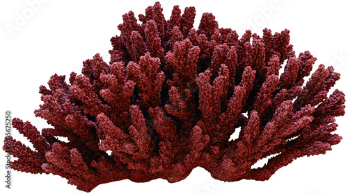 Schilderij op canvas Branching red coral colony with textured surface
