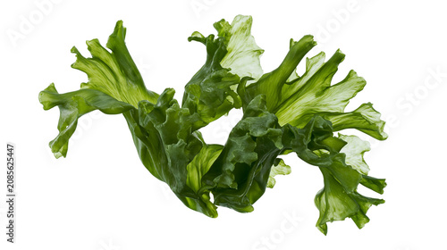 Konstfotografi Green ruffled lettuce leaves with translucent edges