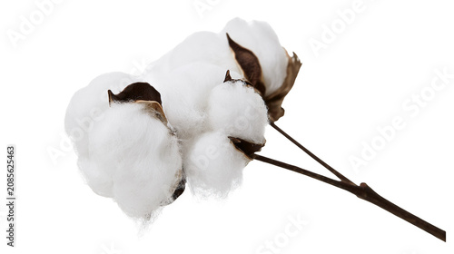 Quadro su tela Cotton bolls on stem with brown centers