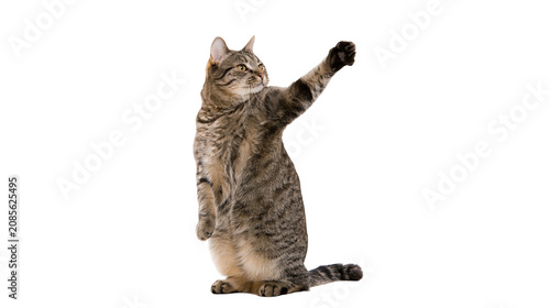 Schilderij op canvas Tabby cat standing on hind legs with one paw raised