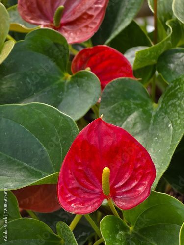 Foto Anthurium andraeanum flamingo flower displaying a glossy heart-shaped red spathe and yellow spadix surrounded by green leaves in an indoor setting