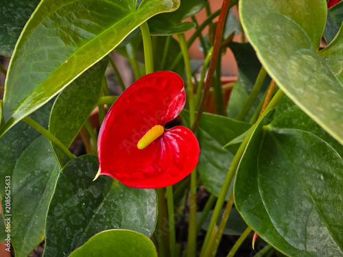 Vibrant red Flamingo Flower (Anthurium andraeanum) with a yellow spadix, nestled among glossy green heart-shaped leaves.