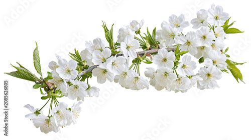 Fotografía White cherry blossoms on branch with green leaves
