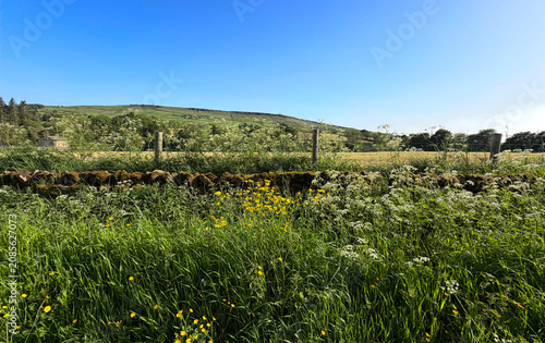 A lush green field, sprinkled with vibrant yellow flowers beneath a clear blue sky, is framed by a stone wall and fence that bring rustic charm to the peaceful landscape near Glusburn, Keighley, UK.