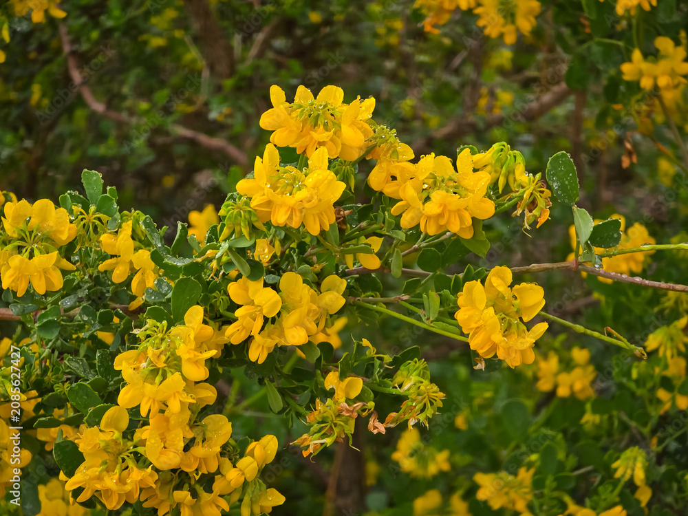 Obraz premium Coronilla valentina glauca shrub displaying bright yellow pea-like flowers with raindrops on small green leaves, close-up view in an outdoor garden setting.