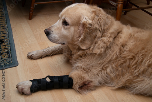 Obraz na plátně Knee pad for dogs. Foot bondage. Limb injury in dogs.
