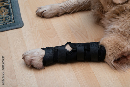 Tableau sur toile Knee pad for dogs. Foot bondage. Limb injury in dogs.