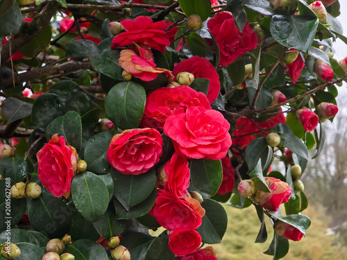 Close-up of vibrant red camellia blossoms, Camellia japonica, blooming in dense clusters alongside rounded flower buds and glossy, dark green leaves on a shrub.