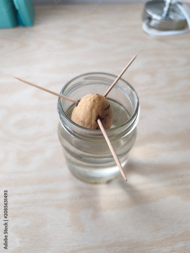 Fototapeta premium Growing an avocado tree from a pit at home, plant propagation experiment, selective focus.