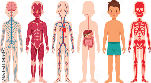 Bild auf Leinwand Human anatomy systems diagram collection for kids showing skeletal muscular circ