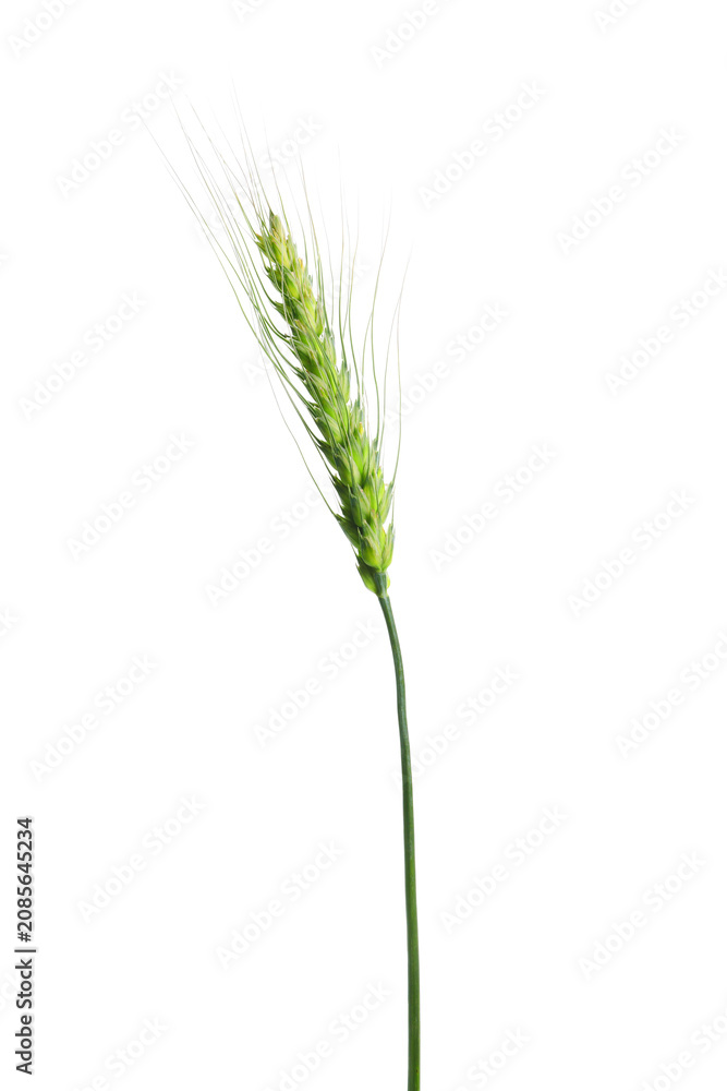 Fototapeta premium One green wheat spike isolated on white