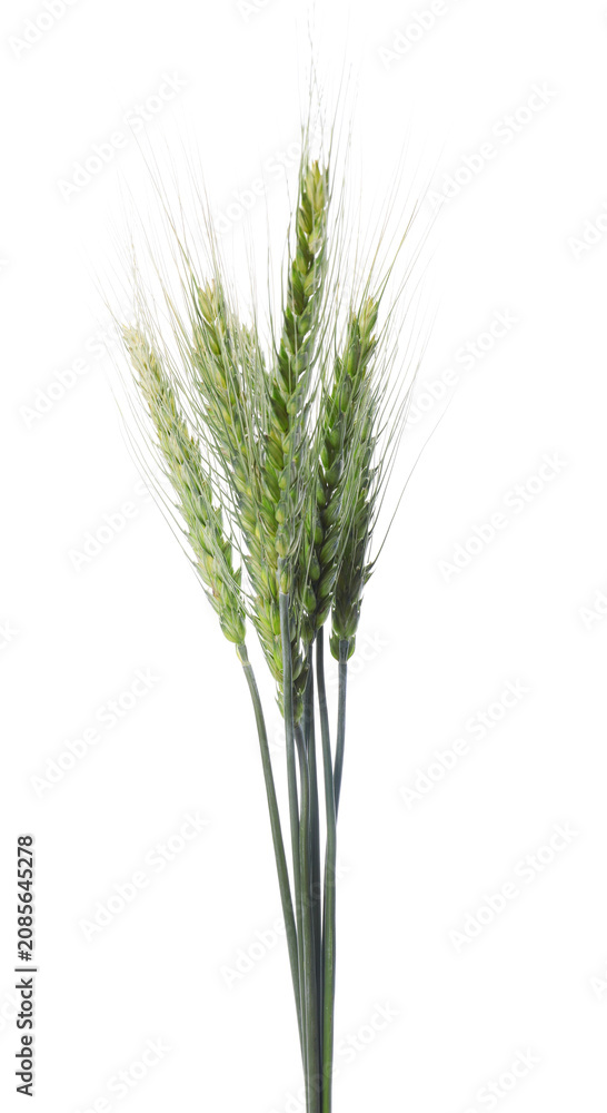 Fototapeta premium Bunch of green wheat spikes isolated on white