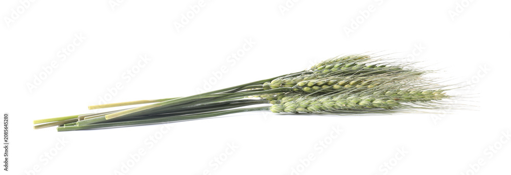 Fototapeta premium Bunch of green wheat spikes isolated on white