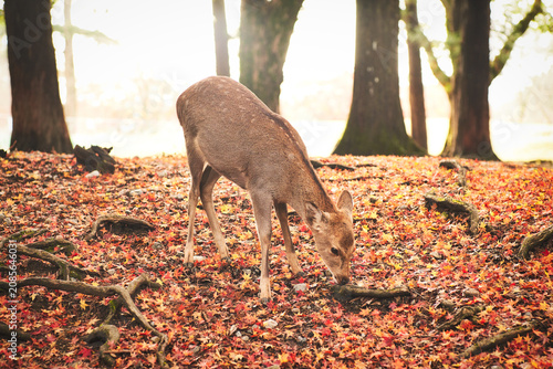 Sika deer in morning warm sunshine, Nara public park, Nara, Japan.