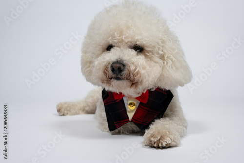 Elegant white Bichon Frise dog wearing festive bow tie on white background. Cute white Bichon Frise dog wearing a stylish red plaid bow tie while lying on a white background. 