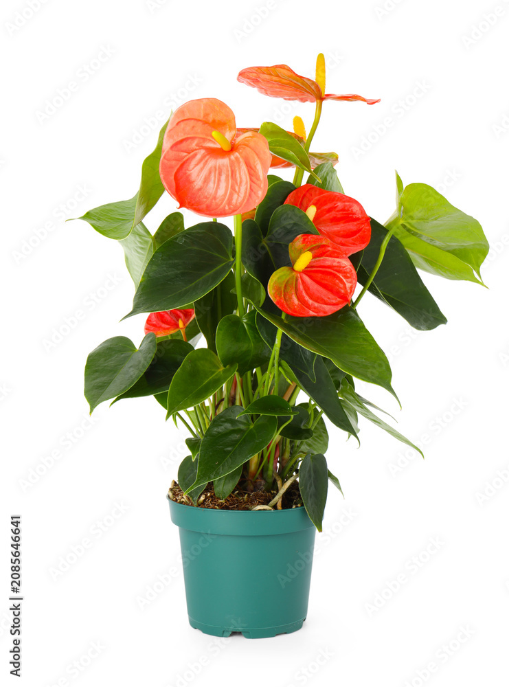 Obraz premium Potted anthurium plant with red flowers isolated on white