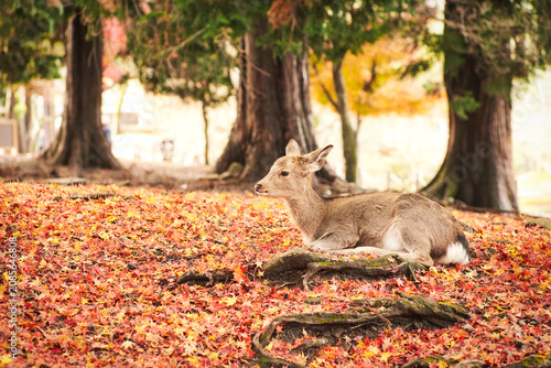 Sika deer in morning warm sunshine, Nara public park, Nara, Japan.