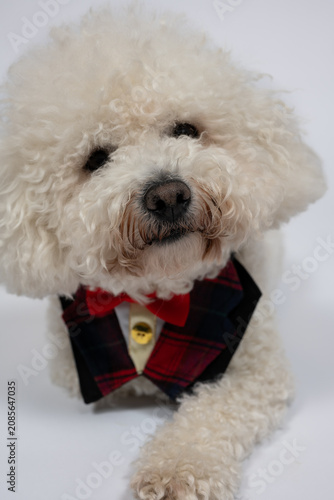 Elegant white Bichon Frise dog wearing festive bow tie on white background. Cute white Bichon Frise dog wearing a stylish red plaid bow tie while lying on a white background. 
