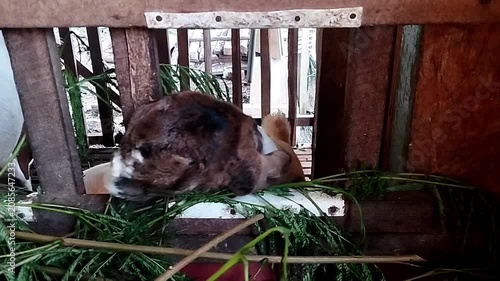 Close up eye level view of a brown goat actively chewing green fodder in a wooden pen.