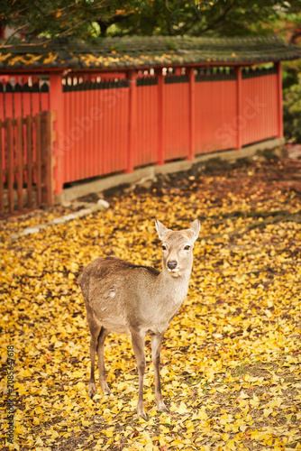 Sika deer in morning warm sunshine, Nara public park, Nara, Japan.