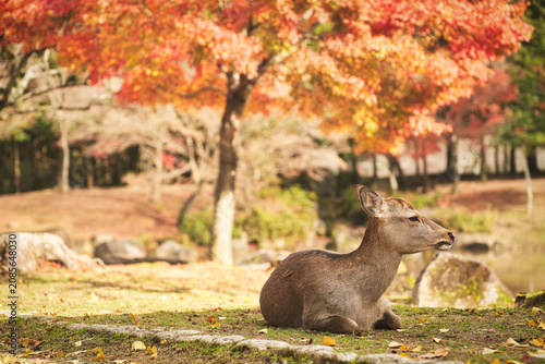 Sika deer in morning warm sunshine, Nara public park, Nara, Japan.