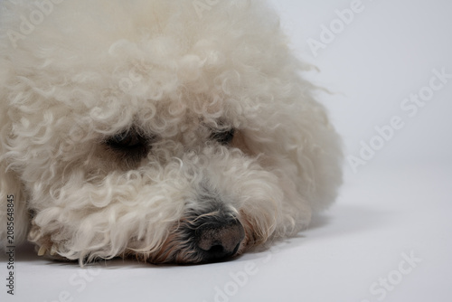 A stylish white Bichon Frise dog with a festive bow tie photographed against a white background looks sadly at the photographer.