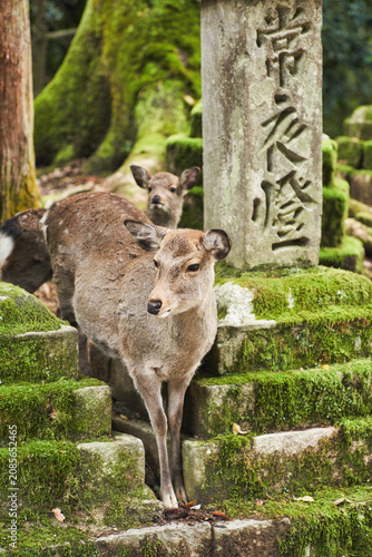 Sika deer in Kasugataisha shrine (Kasuga-taisha) of Nara public park, Nara, Japan.