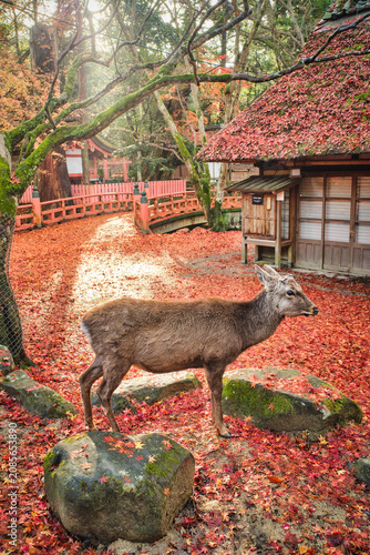 Sika deer in morning warm sunshine, Nara public park, Nara, Japan.