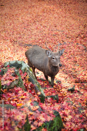 Sika deer in morning warm sunshine, Nara public park, Nara, Japan.
