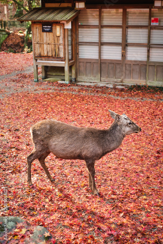 Sika deer in morning warm sunshine, Nara public park, Nara, Japan.