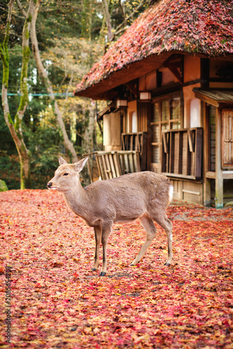 Sika deer in morning warm sunshine, Nara public park, Nara, Japan.