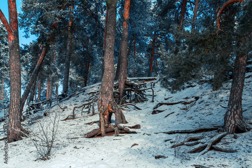 Sunny morning in a winter snowy forest. Frosty morning. Frost falls from the trees.