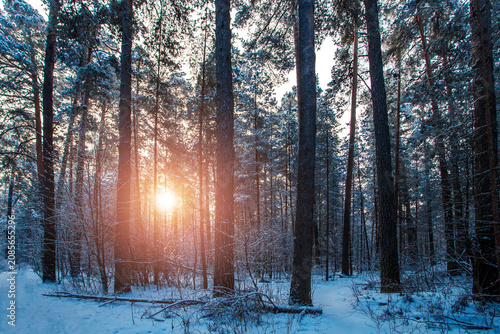 Sunny morning in a winter snowy forest. Frosty morning. Frost falls from the trees.