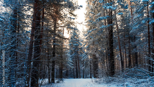 Sunny morning in a winter snowy forest. Frosty morning. Frost falls from the trees.