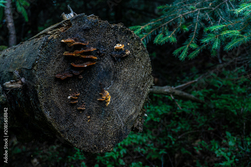 Obraz na plátně Shelf mushrooms growing on old log