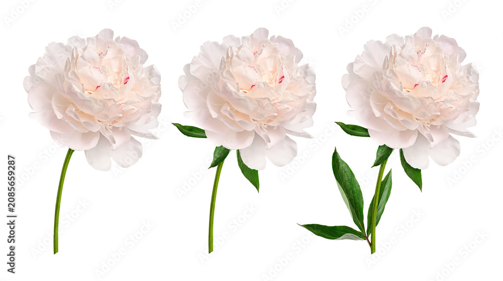 Obraz premium Creamy white peony flowers with green leaves isolated on white background. Botanical floral elements for wedding invitations, greeting cards, floral arrangements and elegant design.