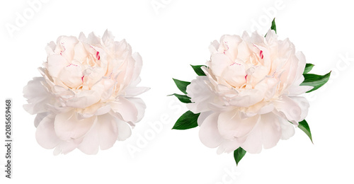 Картината върху платно Creamy white peony flower head with and without green leaves isolated on white background