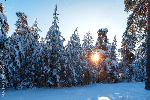 Sunny morning in a winter snowy forest. Frosty morning. Frost falls from the trees.
