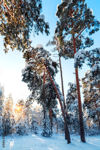 Sunny morning in a winter snowy forest. Frosty morning. Frost falls from the trees.
