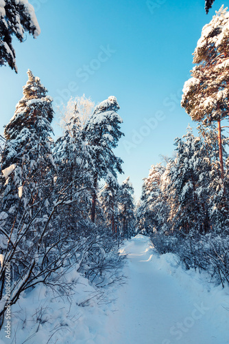 Sunny morning in a winter snowy forest. Frosty morning. Frost falls from the trees.