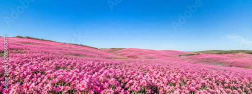 Spring flower sea nature scenery nature scenery natural marketing