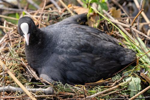 фотографія brooding Eurasian coot (Fulica atra) in nest