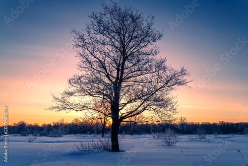 Sunny morning in a winter snowy forest. Frosty morning. Frost falls from the trees.