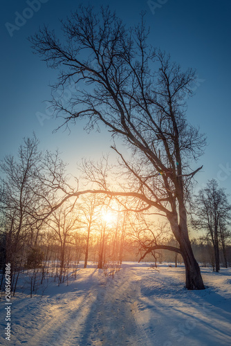 Amazing winter landscape with snow and blue sky. Sunny day
