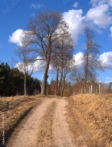Bild auf Leinwand A wide landscape photograph of an empty, winding dirt path through a forest during early spring or late winter, with dormant trees and dried grass