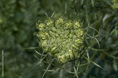 Close-up of young wild carrot buds surrounded by characteristic long curled bracts before the umbel opens. Detailed botanical texture in natural habitat.