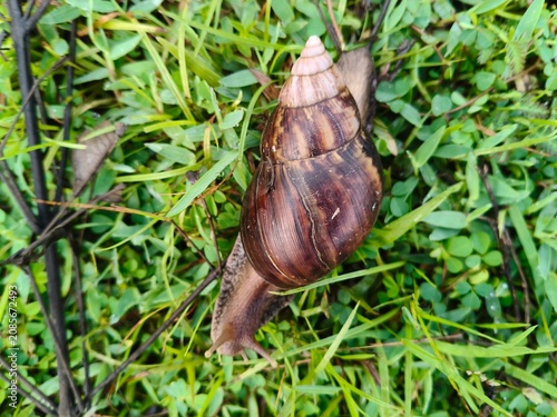 Bild auf Leinwand Lissachatina fulica or giant African land snail