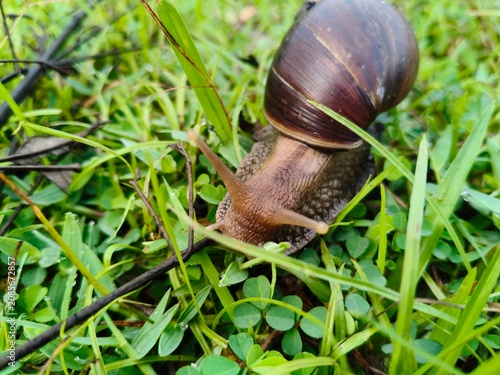 Foto Lissachatina fulica or giant African land snail