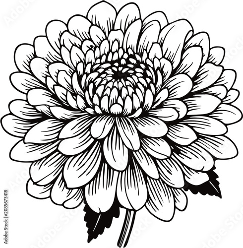 minimalist line art